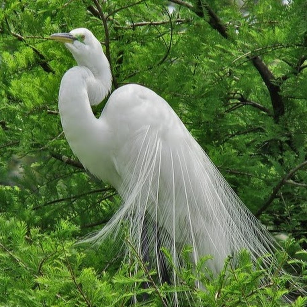 Meet your Posher, Dewanna